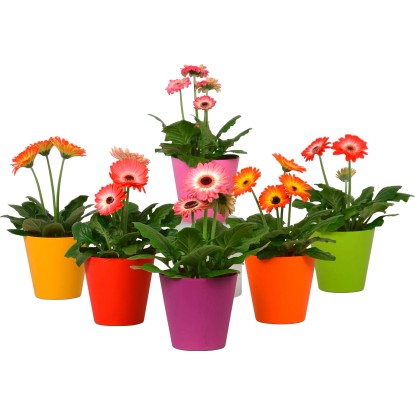 Gerbera colori assortiti vaso Ø 12 cm