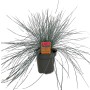 Erba ornamentale blu 'Festuca Intense Blue' in vaso, una pianta da giardino attraente e a bassa manutenzione.