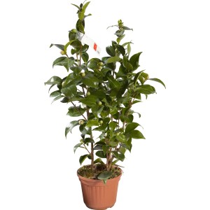 Camelia verde in vaso, un arbusto decorativo per la casa e il giardino.