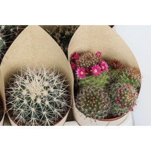 Vari cactus, alcuni con fiori rosa, avvolti in carta marrone.