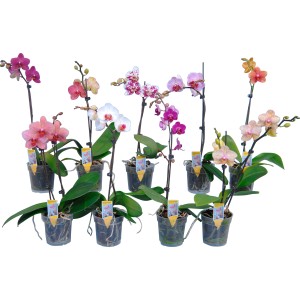Orchidee di vari colori in vaso, una selezione diversificata di colori dei fiori.