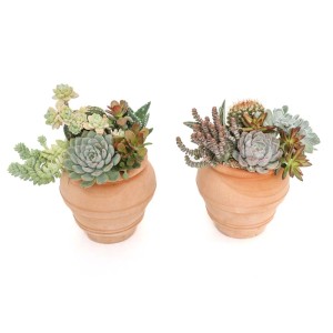 Due composizioni di piante grasse in vasi di terracotta.