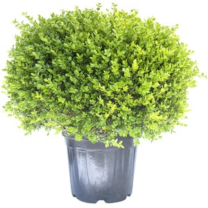 Bosso sferico (Bossolo) in vaso, foglie verdi.