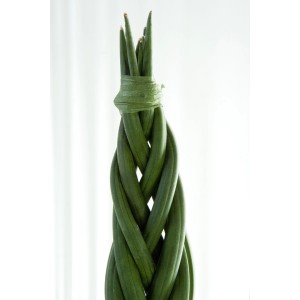 Sansevieria zeylanica intrecciata in vaso da 12 cm.