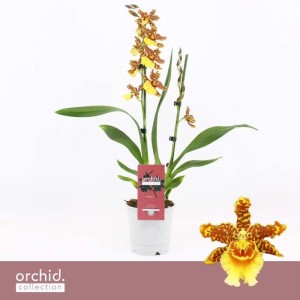 Plumbago Blu con supporto Vaso Ø 15 cm