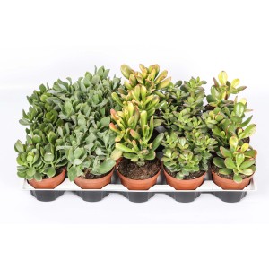Diverse piante grasse verdi della categoria Piante grasse in vaso.