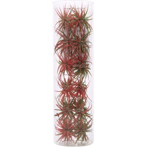 Composizione di Tillandsia in vaso di vetro, vaso di circa 11 cm, foglie rosse e verdi.
