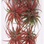 Composizione di Tillandsia in vaso di vetro, vaso di circa 11 cm, foglie rosse e verdi.