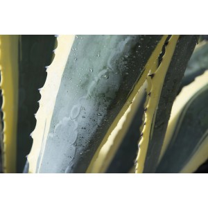 Primo piano di un'Agave, una pianta grassa con foglie giallo-verdi e gocce d'acqua.