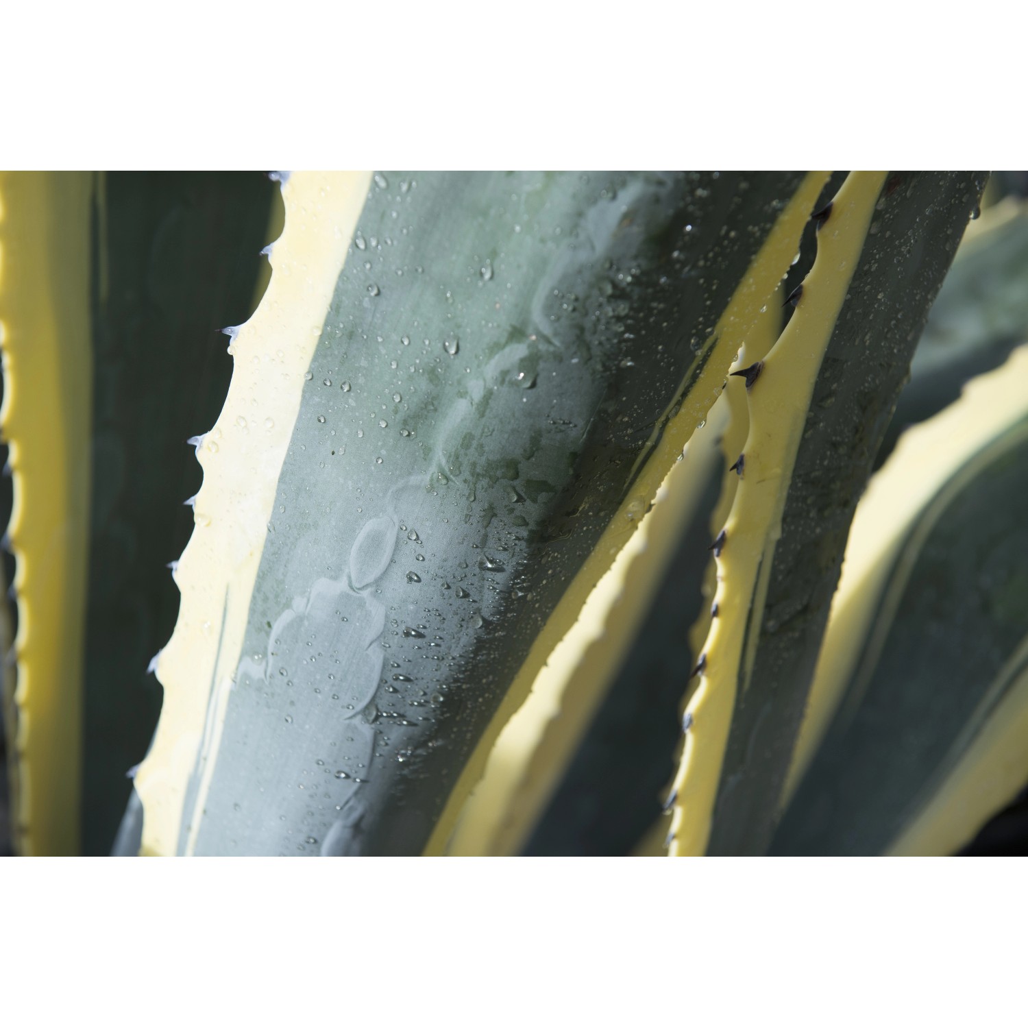 Agave americana variegata 30/40 cm OBI