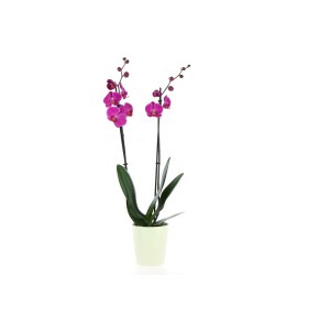 Orchidea rosa in vaso, elegante pianta da interno.