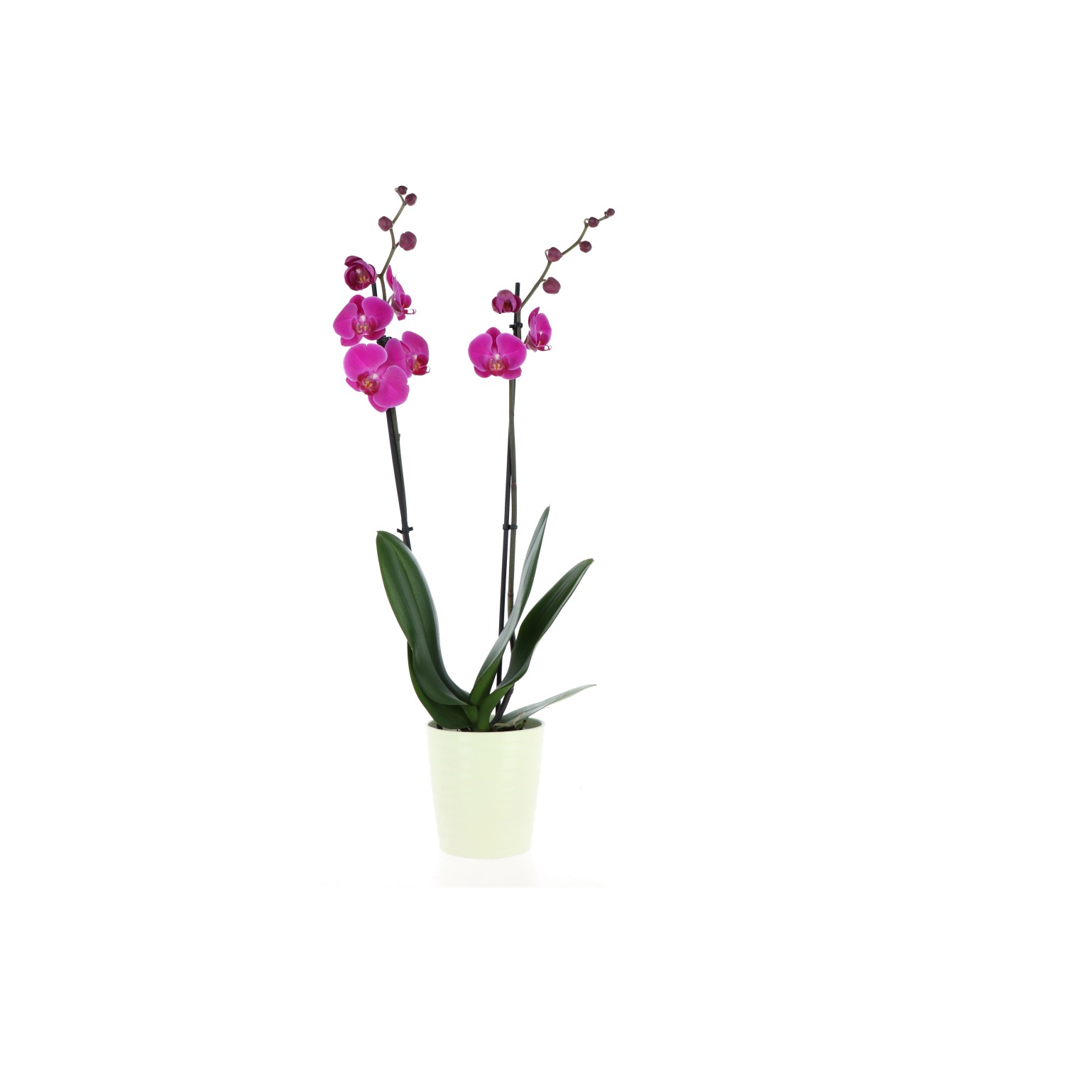 Orchidea Phalaenopsis due rami con vaso ceramica 12 cm