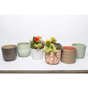 Vari cactus in vasi decorativi.