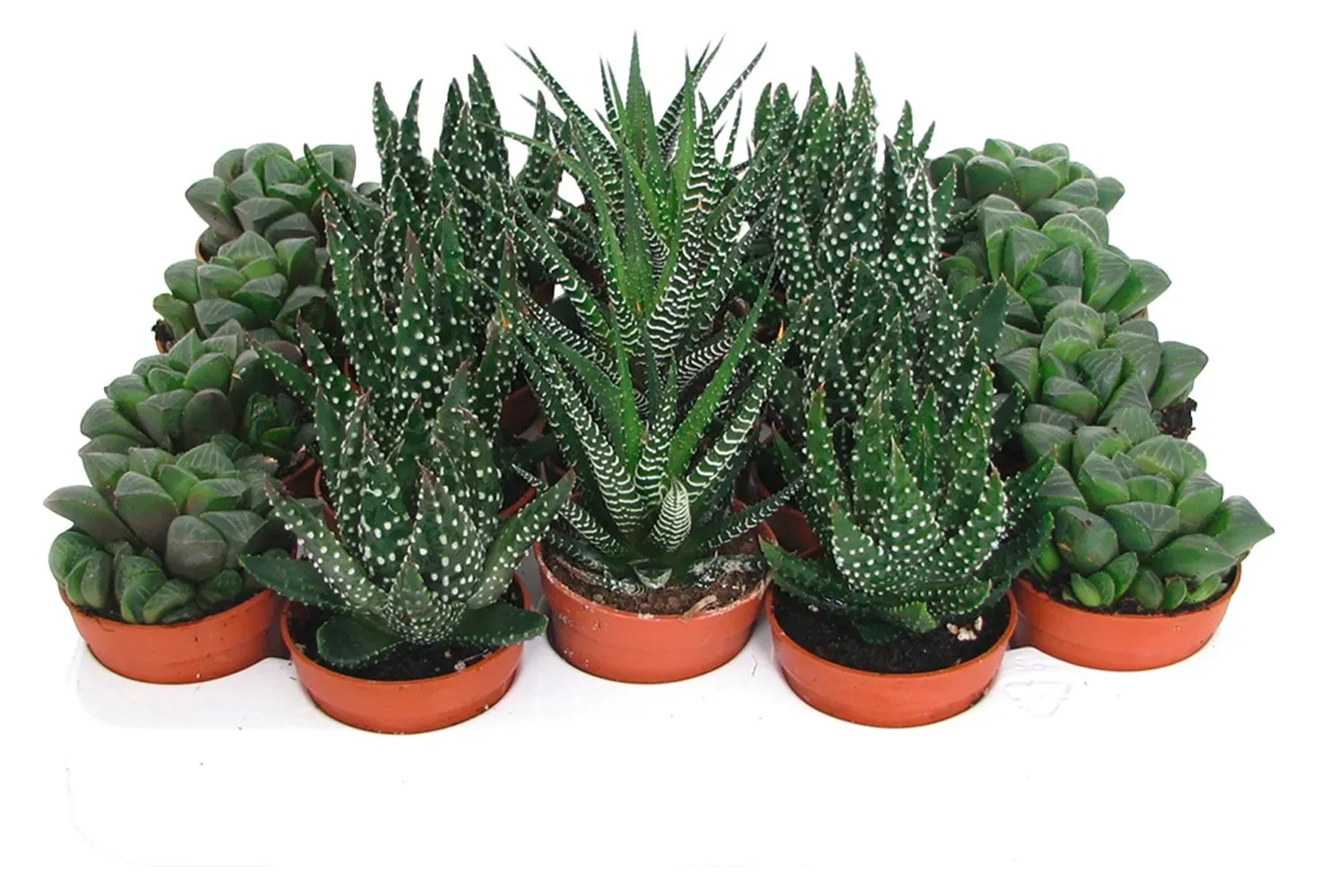 Haworthia Fasciata – Piccola Pianta In Vaso Da 5,5 Cm - Foto 7