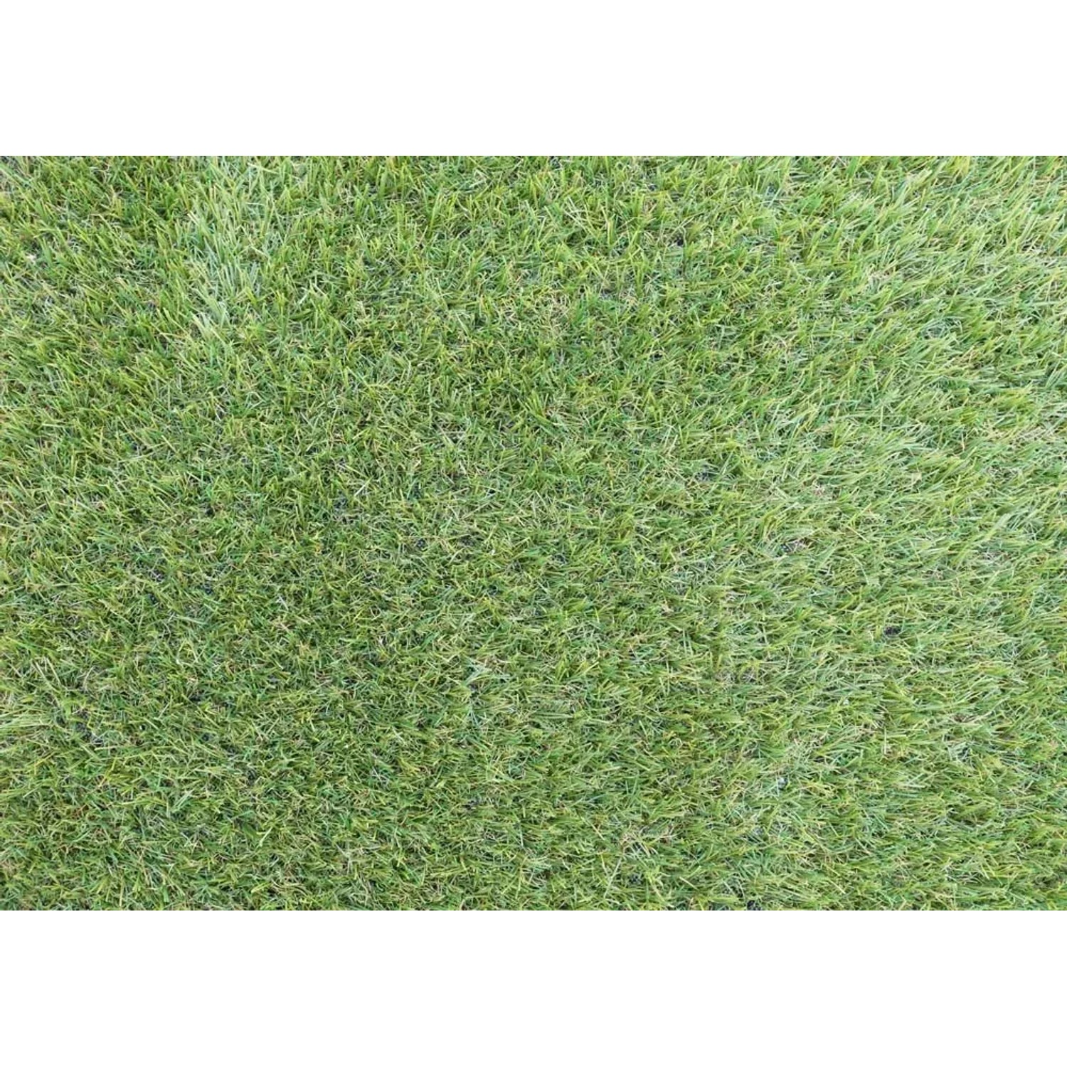 Primo piano di erba sintetica verde t.b.t.