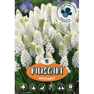 Giacinto a grappolo 'White Magic': Bulbi da fiore bianchi resistenti al freddo per il giardino.