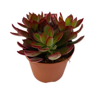 Echeveria Devotion piante grasse vaso Ø 10,5 cm