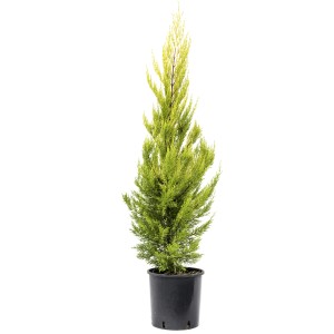 Cipresso giallo 't.b.t.' in vaso, ideale come pianta da siepe.