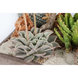 Disposizione di varie piante grasse, tra cui Aloe Vera, in un vaso.