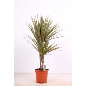 Dracena in vaso, pianta d'appartamento con foglie sottili verde-rosse.