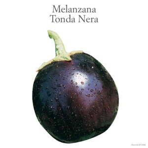 Melanzana tonda nera 't.b.t.' della categoria Ortaggi da frutto.