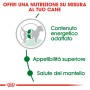 Royal Canin Mini Adult cibo per cani: illustrazione di energia, appetibilità e salute del mantello.