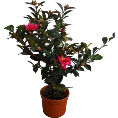 Camelia sasanqua h 30 cm