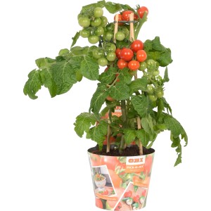 Pomodoro ciliegino Pick & Joy in vaso, con pomodori rossi e verdi.