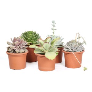 Vari cactus e piante grasse in vaso, primo piano.