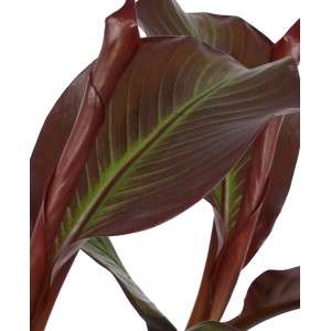 Banana ornamentale Red Banana (Ensete Maurelii) con foglie rosso-verdi in vaso.