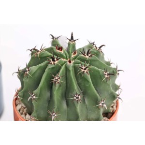 Cactus sferico spinoso in vaso, pianta grassa
