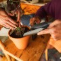 Persone che piantano fiori in vaso con paletta da trapianto Fiskars con spazzola.
