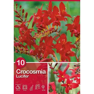 Gigli gladiolo nano Lucifer, fiori estivi rosso-arancio per aiuole e vasi.