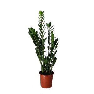 Zamioculcas in vaso, pianta verde da interno.