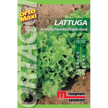 Semi orto maxi Lattuga bionda riccia