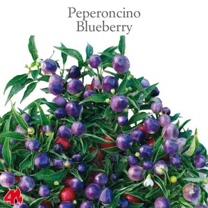 Peperoncino Blueberry: Pianta di peperoncino ornamentale con frutti viola e rossi.