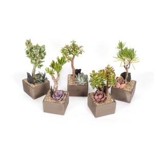 Diverse piante grasse in vasi quadrati. Varietà di forme e colori.