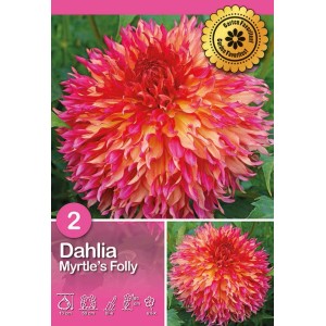 Dalia 'Myrtle's Folly' con fiori rosa-arancio, bulbi da fiore per il giardino.