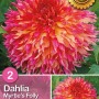 Dalia 'Myrtle's Folly' con fiori rosa-arancio, bulbi da fiore per il giardino.