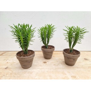 Tre piante grasse t.b.t. in vasi marroni. Piante decorative da interno.