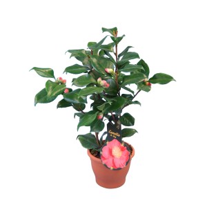 Camelia Dr. King in vaso, fiore rosso, foglie verdi. Pianta da vaso fiorita per patio e giardino.