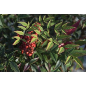 Arbusto sempreverde con bacche rosse e foglie verdi.