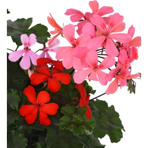 Cesto sospeso di gerani tricolore (rosa, rosa, rosso) in vaso, ideale come pianta sospesa per balcone e terrazza.