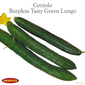 Tre cetrioli verdi, lunghi (Ortaggi da frutto).