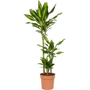 Dracena 'Cintho' in vaso, alta circa 120 cm, con foglie verde-gialle. Pianta d'appartamento decorativa.