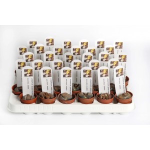 Molti piccoli cactus Lithops (t.b.t.) in vaso su un vassoio.