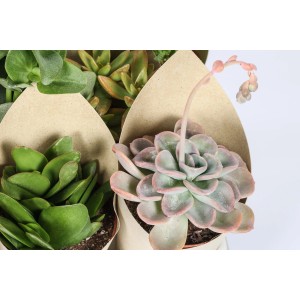 Vari cactus/succulente in confezione di carta.