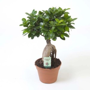 Ficus Ginseng Vaso 17 cm