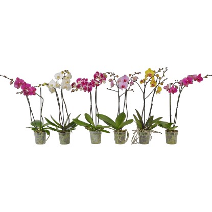 Orchidea farfalla 2 steli in vaso Ø 12 cm