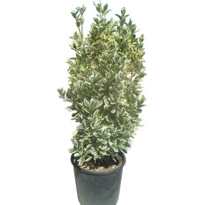 Evonomo sempreverde 't.b.t.' in vaso, foglie verdi con bordo bianco.